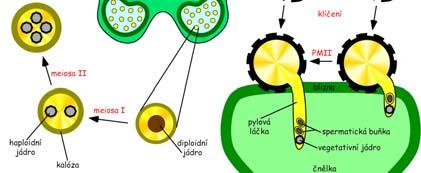 Mikrosporogeneze Mechanismy regulace