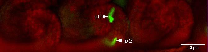 x? nepřímý způsobující změny ECM - odpuzuje