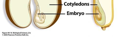 embrya Fazole Pšenice