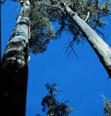 Sequoia sempervirens 2 3