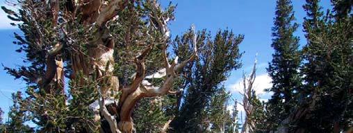 (Bristlecone Pine), Wheeler Peak, Nevada, USA, Donald R.