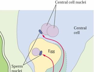 Oplození Embryogeneze / vývoj semene Dvojité