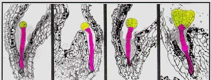 Physiology Embryo huseníčku První zygotické