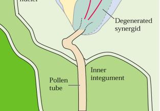 embryo 3n endosperm 2n perisperm 2n testa