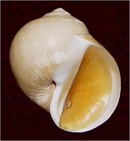 ZOOLOGIE - PARAZITOLOGIE Obr. 6.31. Lunatia pallida.