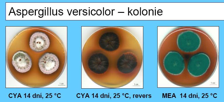 Citrinin Producenti: Další významné mykotoxiny a jejich producenti P.citrinum, P.verrucosum, P.