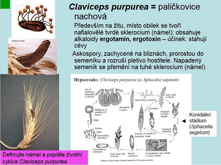 Informace obsažené v základní mykologické přednášce