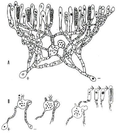 Basidiomycety