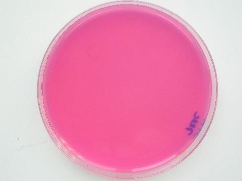 a w > 0,95 DRBC (dichloran, bengálská červeň, chloramfenikol) Přítomnost bengálské