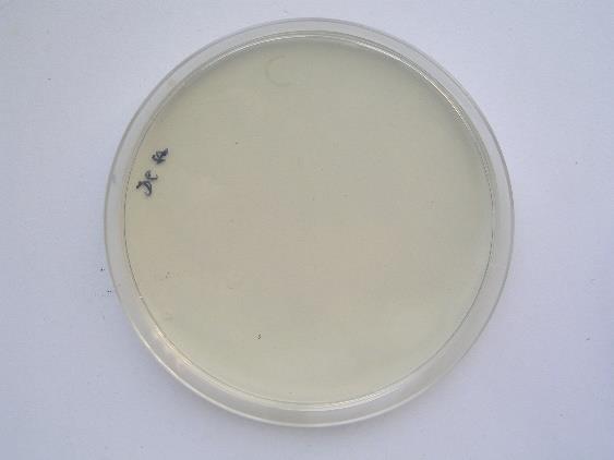 DG18 (Dichloran, glycerol) a w < 0,95 DG18