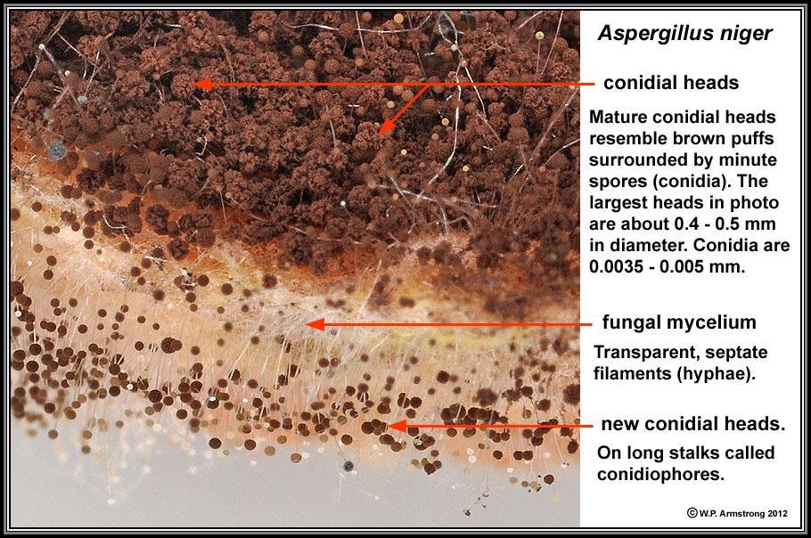 Příprava preparátu Rod Fusarium indukce sporulace