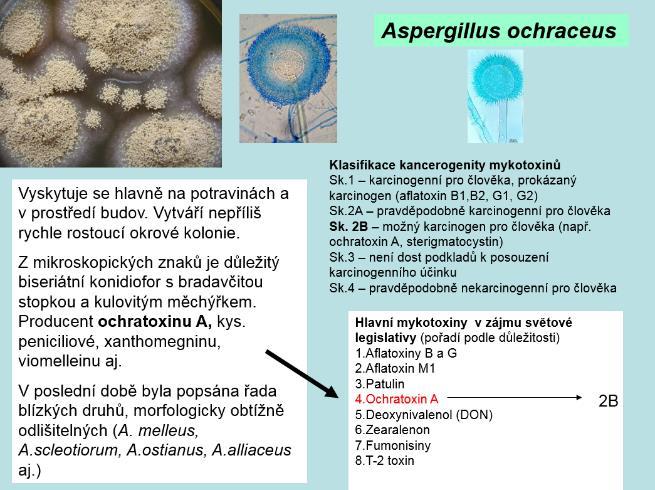 Aspergillus