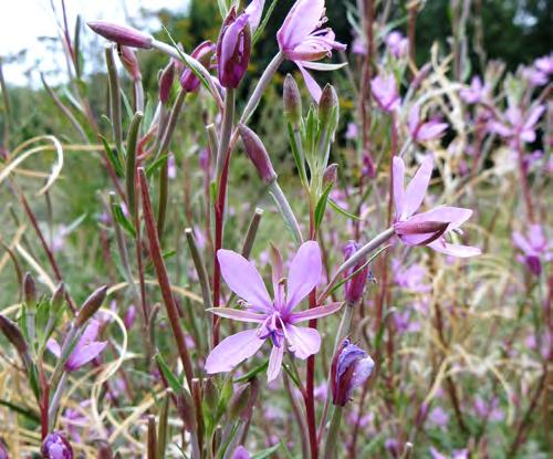 2: Vrbovka rozmarýnolistá (Epilobium dodonaei), druh štěrkových náplavů, který se sekundárně často šíří podél cest, železničních náspech, v lomech a na haldách. Obr.