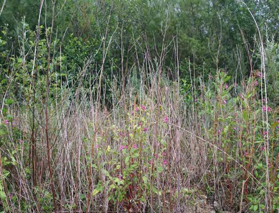 4: Náplav pod jezem ve Vyšních Lhotách s pupalkou rudokališní (Oenothera glazioviana). Foto J. Tkáčiková (1 2), V. Kalníková (3 4) NPP Skalická Morávka se rozkládá v úseku 5,47. 10,6.