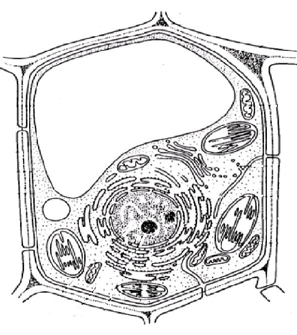 Rostlinná buňka Mezibuněčný prostor Buněčná stěna Plazmatická membrána Cytoplazma Vakuola Mitochondrie Chloroplast Golgiho aparát Endoplazmatické retikulum Jádro Jadérko Plazmodezmata Stavba Stavba