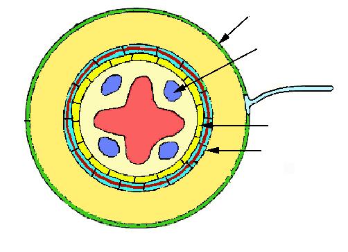 exodermis-mezodermis-endodermis --Střední válec --svrchní vrstva = Pericykl --Cévní svazek radiální,, druhotným tloustnutím se se mění na na kolaterální --Dřeň Xylém Xylém Pokoţka Pokoţka Floém Floém