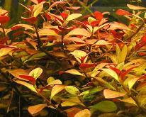 Ludwigia repens zakucelka plazivá