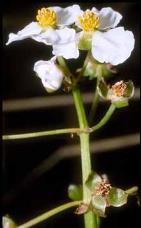 platyphylla) Původ: Severní Amerika