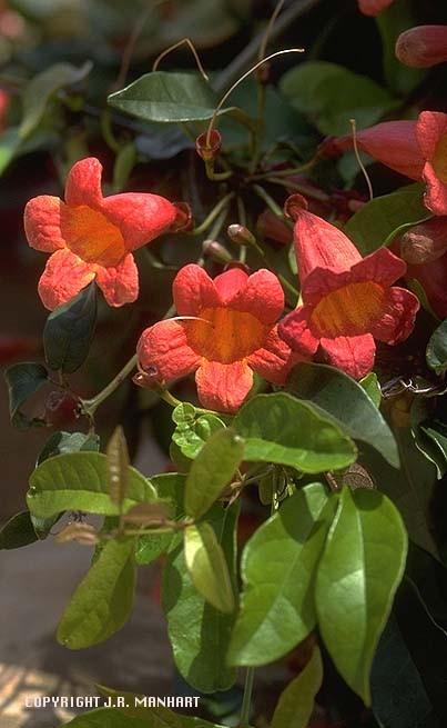 hledík Scrophulariaceae s.