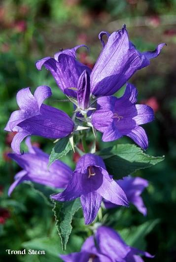 Campanulaceae -