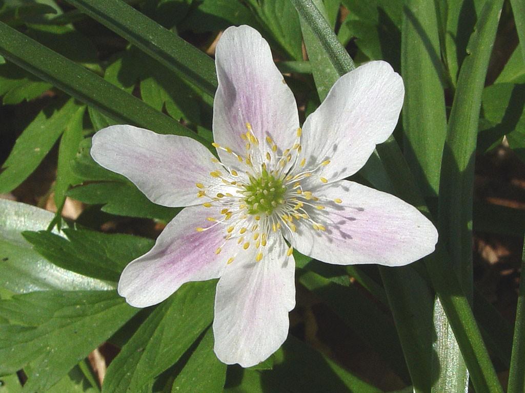 Berberidaceae