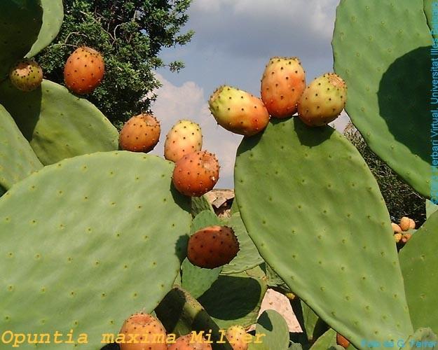 Phytolaccaceae