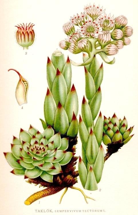 Hamameliadaceae -