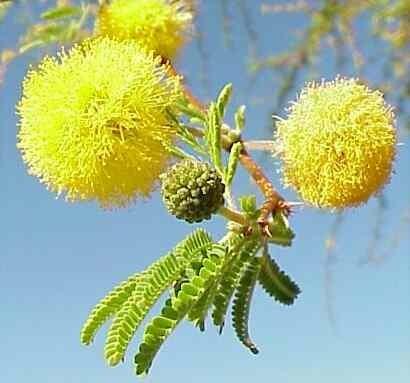 bobovité Mimosaceae