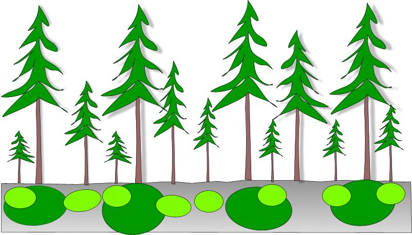 Struktura lesních porostů prostorová vertikální Zápoj se může posuzovat i ve smyslu