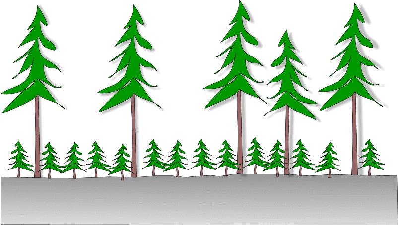 Struktura lesních porostů prostorová vertikální Lesní porosty jsou často diferencovány ve vertikálním směru do tzv.