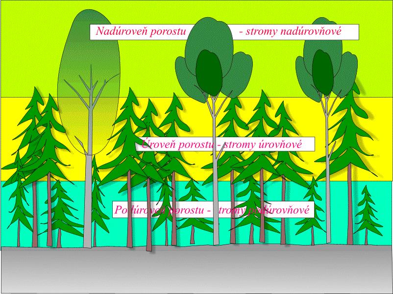 Struktura lesních porostů