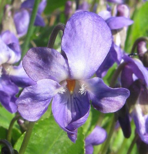 několik druhů fialek: violka vonná (Viola