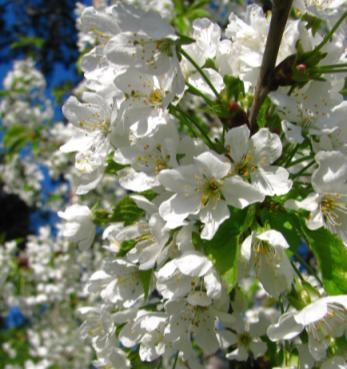 Jak dubem letním (Quercus robur), tak dubem zimním