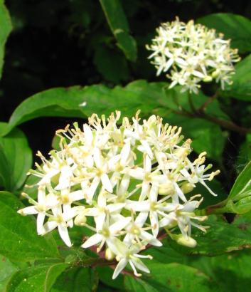 (Sorbus torminalis), javor klen (Acer