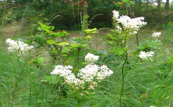 porostu tužebník obecný (Filipendula vulgaris), podél jižního