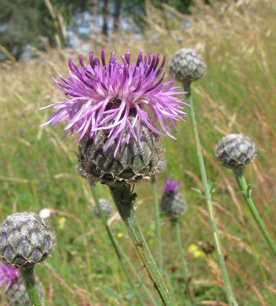 chrpa čekánek (Centaurea scabiosa).