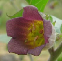 divizna rakouská (Verbascum austriacum) nebo