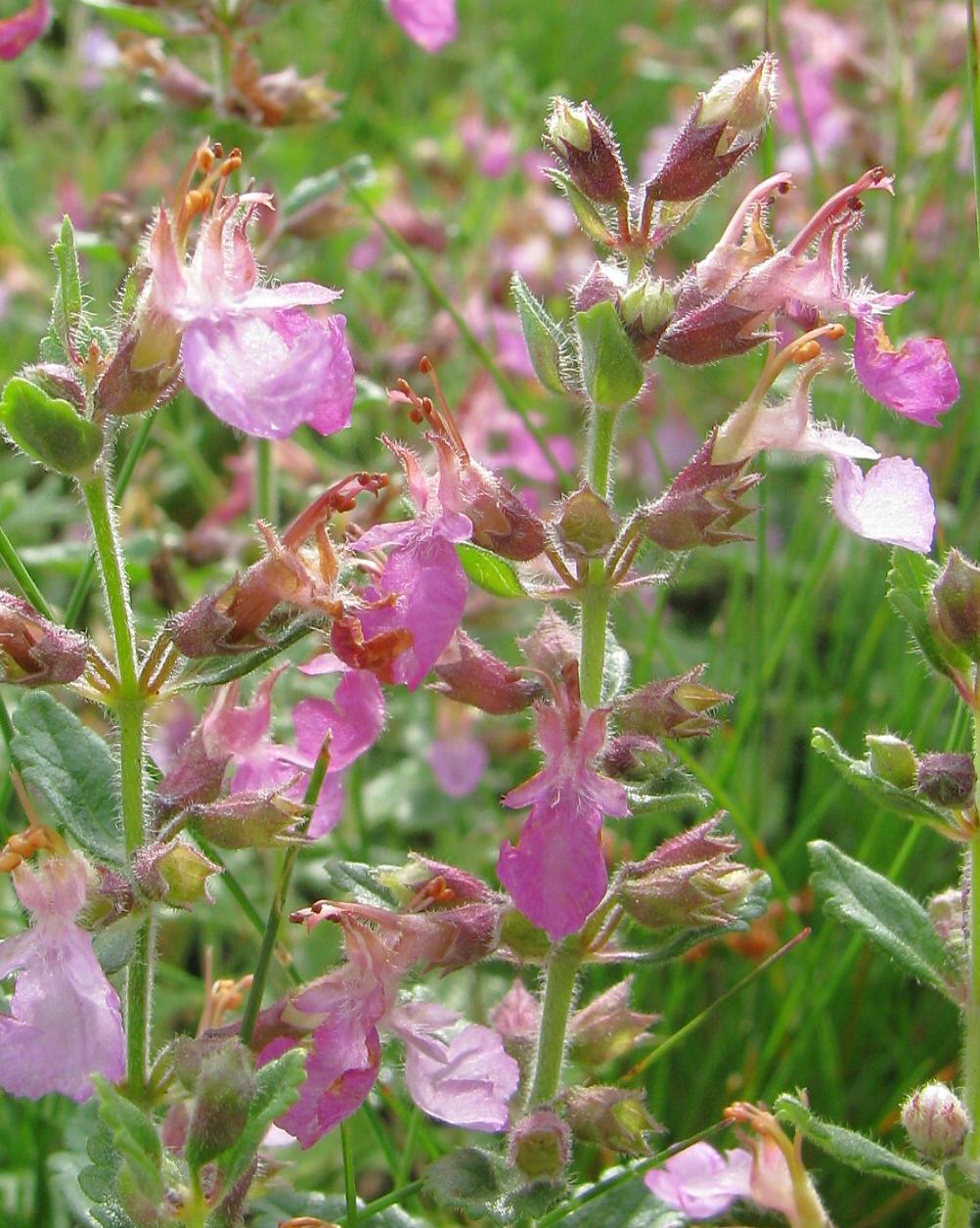 salamandry (Teucrium chamaedrys) dodávající území specifický