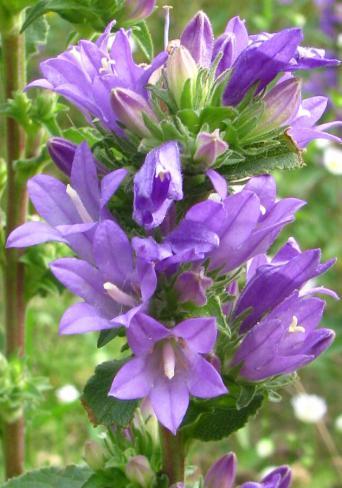 klubkatý (Campanula glomerata).