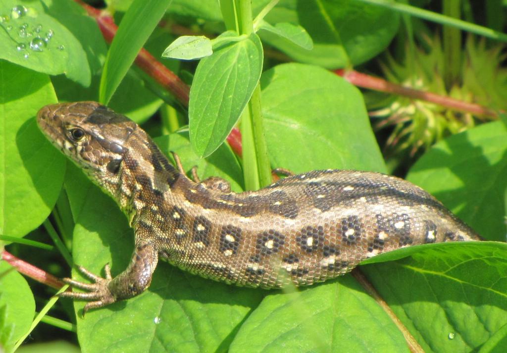 Zvířena Přírodní památka je především cennou lokalitou teplomilného