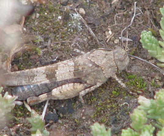 Vzácně žije v území užovka hladká (Coronella austriaca).