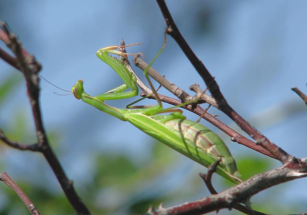 V území žije kudlanka nábožná (Mantis