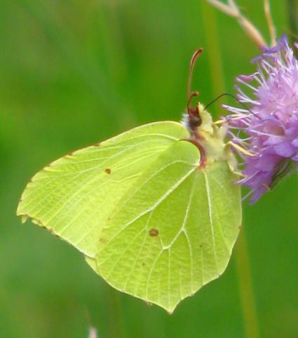 (Pieris napi) nebo bělášek řepový (Pieris