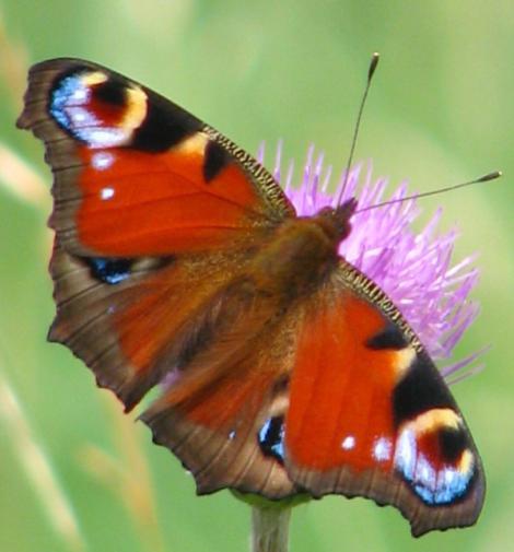 cardui), babočka bílé C (Polygonia