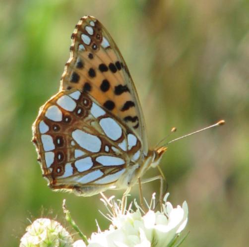 (Issoria lathonia).