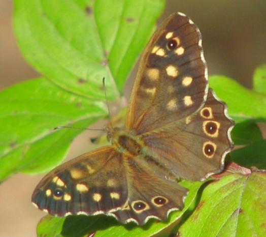 poháňkový (Coenonympha