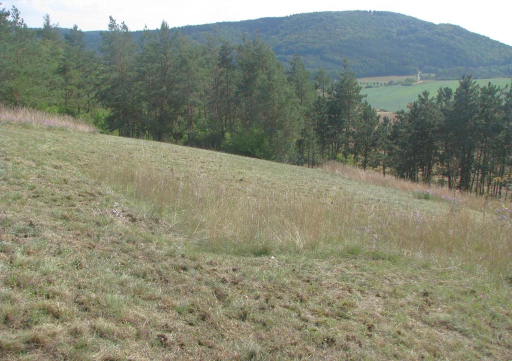 Přírodní památka Na lesní horce v kat. území Čebín s výměrou 1,77 ha a speciálně vyhlášeným ochranným pásmem o výměře 0,14 ha chrání teplomilné trávníky na devonských vápencích.