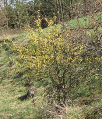 mochny písečné (Potentilla arenaria).