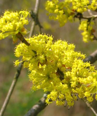 ojedinělé dříny obecné (Cornus mas).