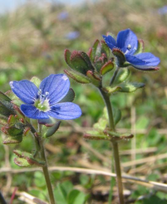 verna), atraktivní violku rolní (Viola arvensis) nebo statnou hluchavku nachovou (Lamium purpureum).